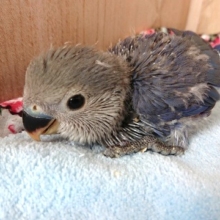 ちびっこ　コザクラインコ（バイオレット）いますよ～