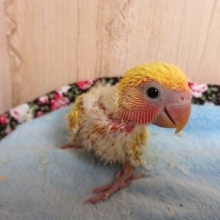 ｷﾚｲに育ってくれそうです！コザクラインコ（ゴールデン）～～