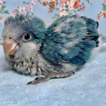 手乗りオキナインコ  ブルー  ヒナ  7月21日