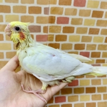 手乗りオカメインコ　ルチノー　ヒナ　７月１２日