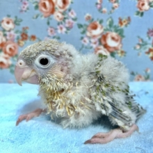 手乗りウロコインコ  パイナップル  7月16日