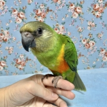手乗り  セネガルパロット(ネズミガシラハネナガインコ)  7月7日