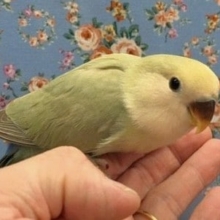 小桜インコ（シナモン）　２０２０年５月生まれ