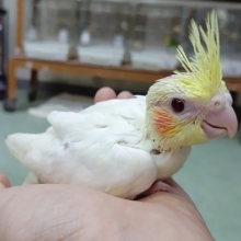 人気カラー！オカメインコ　ルチノー　来ました！