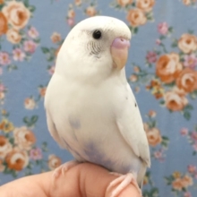 手のりのセキセイインコ　２０２０年５月生まれ