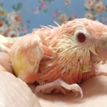 アキクサインコ（ルビノー）２０２０年６月生まれ