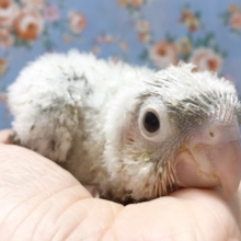 ウロコインコ（ブルーシナモン）２０２０年６月生まれ