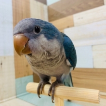 動画更新!にぎころできます♪オキナインコブルー☆