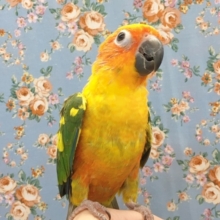 コガネメキシコインコ　２０２０年３月生まれ