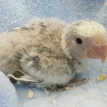 コザクラインコ　ブルーパイドはいかがでしょう？？