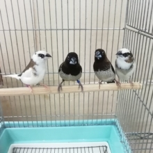 昔は玄関先で飼っている方が多かった・・・十姉妹入舎しました！(ペア販売)