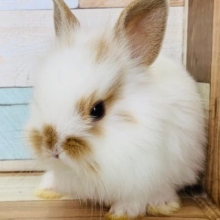 兄弟ミニウサギ！ねぼすけなライオン寄りウサさん！