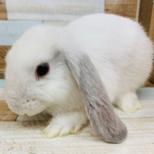画像更新!たれ耳になりました！ロップイヤー(フロスティ)君♪