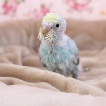 人気過ぎて！！セキセイインコ“レインボー” 2020.7/31撮影