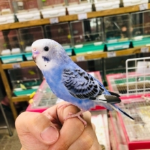 ちょい馴れのセキセインコ　ヴァイオレッド