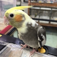 オカメインコ パイド♪