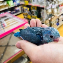 綺麗なカラー　マメルリハインコ　ブルー男の子　ヒナ入舎！！