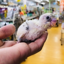 綺麗だ！！　セキセインコ　4色ハルクイーン　ヒナ