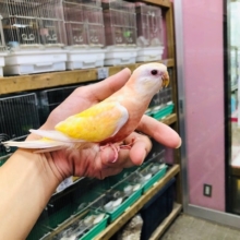 人気のアキクサインコ　ルビノー　入舎だよ！！！