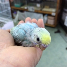 セキセイインコ　レインボー　ヒナが来ました！