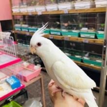 真っ白のオカメインコ　入舎してます。