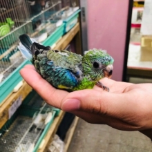 意外と人気の美声インコのオパーリン　入舎しました。