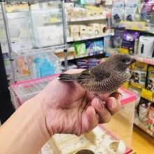 頭が赤くなる　オオイッコウチョウ　男の子　ヒナ　入舎