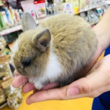 手のひらの癒し…ネザーランドドワーフいます