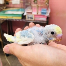 今人気のセキセイインコレインボーパイド　ヒナ　入舎