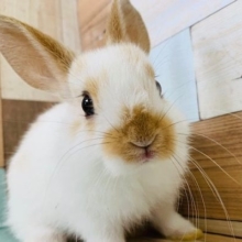 兄弟ミニウサギが入舎です♪
