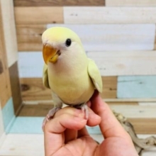 とてもキレイなカラーになりました！コザクラインコ（シナモン）～