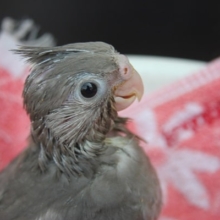 期間限定！　ホワイトフェイスのオカメインコが今なら・・・
