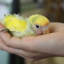 手乗り　コザクラインコ　タイガーちゃん♪