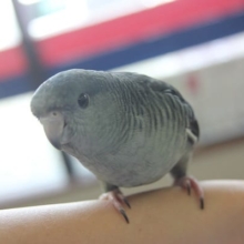 かわいいお顔♪ベタ馴れサザナミインコさん＾＾
