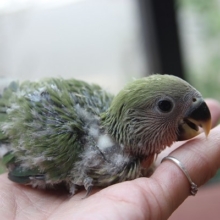 ヒナヒナ♪ノーマル　コザクラインコちゃん＾＾＊
