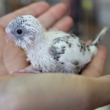 ヒナヒナ♪セキセイインコ　ハルクインちゃん　！！