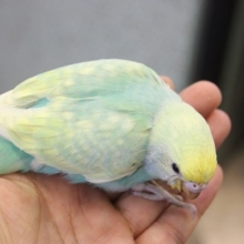 だいぶ立派になってきました！セキセイインコ パステルレインボーさん♪