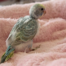 ヒナヒナ♪レインボー　セキセイインコちゃんはいかが♪