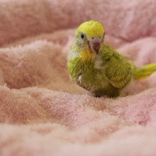 ヒナヒナ♪キレイなお色のセキセイインコさん♪