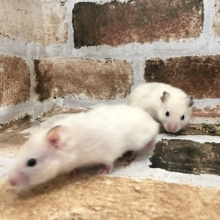 ツヤツヤクリームのサテンハムスターちゃん〜♡