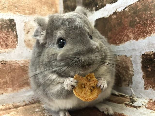 本物のトトロですか？チンチラのヴァイオレットちゃん〜♡