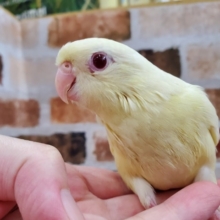 レアカラ―！クリームサザナミインコ♪
