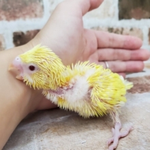 ぴよぴよ♪ルチノーセキセイ！