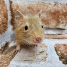 綺麗な色！サンドデグー