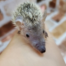 珍獣!?ヒメハリテンレック！