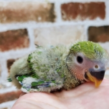７月産まれコザクラインコノーマルカラー☆