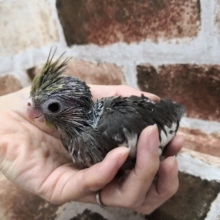 びっくり！！オカメインコさん入荷！！