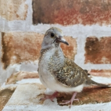 鳩のヒナ！？激レア！ウスユキバト☆