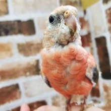 最新画像更新‼‼ローズ秋草インコさん。