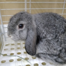ロップイヤーラビット来ました